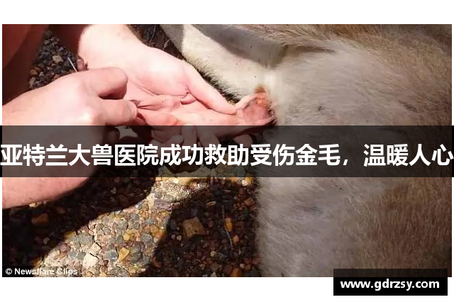 亚特兰大兽医院成功救助受伤金毛，温暖人心
